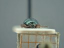 BE-RBINS-ENT Brachypnoea viridis K30_D02_158 Frontal.jpg