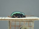 BE-RBINS-ENT Brachypnoea viridis K30_D02_158 Lateral.jpg