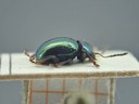 BE-RBINS-ENT Brachypnoea viridis K30_D02_159 Lateral.jpg