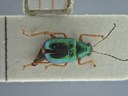 BE-RBINS-ENT Percolaspis godmani doloresa K30_D04_006 Dorsal.jpg