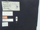 BE-RBINS-ENT Percolaspis godmani doloresa K30_D04_006 Label.JPG