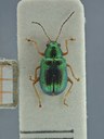 BE-RBINS-ENT Percolaspis godmani doloresa K30_D04_007 Dorsal.jpg