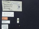 BE-RBINS-ENT Percolaspis godmani doloresa K30_D04_007 Label.JPG