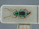BE-RBINS-ENT Percolaspis godmani doloresa K30_D04_008 Dorsal.jpg