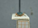 BE-RBINS-ENT Percolaspis godmani doloresa K30_D04_009 Frontal.jpg