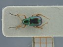 BE-RBINS-ENT Percolaspis godmani doloresa K30_D04_010 Dorsal.jpg