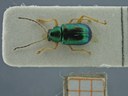 BE-RBINS-ENT Percolaspis godmani doloresa K30_D04_011 Dorsal.jpg