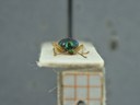 BE-RBINS-ENT Percolaspis godmani doloresa K30_D04_011 Frontal.jpg
