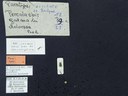 BE-RBINS-ENT Percolaspis godmani doloresa K30_D04_011 Label.JPG