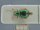 BE-RBINS-ENT Percolaspis godmani doloresa K30_D04_012 Dorsal.jpg