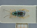 BE-RBINS-ENT Percolaspis godmani doloresa K30_D04_014 Dorsal.jpg