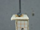 BE-RBINS-ENT Percolaspis godmani doloresa K30_D04_014 Frontal.jpg