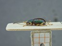 BE-RBINS-ENT Percolaspis godmani doloresa K30_D04_014 Lateral.jpg