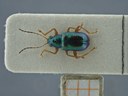 BE-RBINS-ENT Percolaspis godmani doloresa K30_D04_015 Dorsal.jpg
