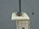 BE-RBINS-ENT Percolaspis godmani doloresa K30_D04_015 Frontal.jpg