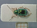 BE-RBINS-ENT Percolaspis godmani doloresa K30_D04_016 Dorsal.jpg