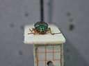 BE-RBINS-ENT Percolaspis godmani doloresa K30_D04_016 Frontal.jpg