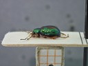 BE-RBINS-ENT Percolaspis godmani doloresa K30_D04_016 Lateral.jpg