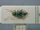 BE-RBINS-ENT Percolaspis godmani doloresa K30_D04_017 Dorsal.jpg
