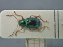 BE-RBINS-ENT Percolaspis godmani doloresa K30_D04_018 Dorsal.jpg