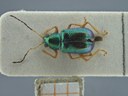 BE-RBINS-ENT Percolaspis godmani doloresa K30_D04_020 Dorsal.jpg