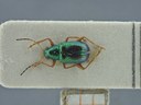 BE-RBINS-ENT Percolaspis godmani doloresa K30_D04_021 Dorsal.jpg