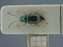 BE-RBINS-ENT Percolaspis godmani doloresa K30_D04_022 Dorsal.jpg
