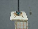 BE-RBINS-ENT Percolaspis godmani doloresa K30_D04_022 Frontal.jpg