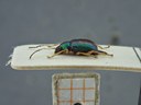 BE-RBINS-ENT Percolaspis godmani doloresa K30_D04_022 Lateral.jpg