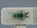 BE-RBINS-ENT Percolaspis godmani doloresa K30_D04_023 Dorsal.jpg