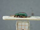 BE-RBINS-ENT Percolaspis godmani doloresa K30_D04_023 Lateral.jpg