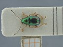 BE-RBINS-ENT Percolaspis godmani doloresa K30_D04_024 Dorsal.jpg