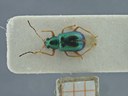 BE-RBINS-ENT Percolaspis godmani doloresa K30_D04_025 Dorsal.jpg