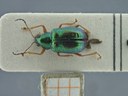 BE-RBINS-ENT Percolaspis godmani doloresa K30_D04_026 Dorsal.jpg