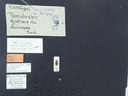 BE-RBINS-ENT Percolaspis godmani doloresa K30_D04_026 Label.JPG