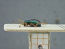 BE-RBINS-ENT Percolaspis godmani doloresa K30_D04_028 Lateral.jpg