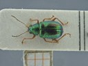 BE-RBINS-ENT Percolaspis godmani doloresa K30_D04_029 Dorsal.jpg
