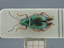 BE-RBINS-ENT Percolaspis godmani doloresa K30_D04_030 Dorsal.jpg