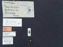 BE-RBINS-ENT Percolaspis godmani doloresa K30_D04_030 Label.JPG