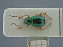 BE-RBINS-ENT Percolaspis godmani doloresa K30_D04_031 Dorsal.jpg