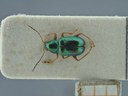 BE-RBINS-ENT Percolaspis godmani doloresa K30_D04_032 Dorsal.jpg