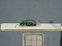 BE-RBINS-ENT Percolaspis godmani doloresa K30_D04_032 Lateral.jpg