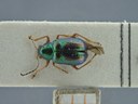 BE-RBINS-ENT Percolaspis godmani doloresa K30_D04_033 Dorsal.jpg