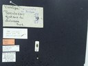 BE-RBINS-ENT Percolaspis godmani doloresa K30_D04_033 Label.JPG