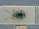 BE-RBINS-ENT Percolaspis godmani doloresa K30_D04_034 Dorsal.jpg