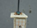 BE-RBINS-ENT Percolaspis godmani doloresa K30_D04_034 Frontal.jpg