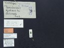 BE-RBINS-ENT Percolaspis godmani doloresa K30_D04_034 Label.JPG