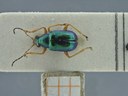 BE-RBINS-ENT Percolaspis godmani doloresa K30_D04_035 Dorsal.jpg