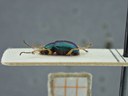 BE-RBINS-ENT Percolaspis godmani doloresa K30_D04_035 Lateral.jpg