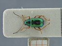 BE-RBINS-ENT Percolaspis godmani doloresa K30_D04_036 Dorsal.jpg